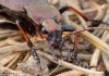 střevlík Linnéův (Brouci), Carabus linnaei, Carabidae, Carabinae (Coleoptera)